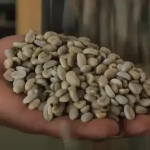 display of coffee beans from Sumatra Indonesia
