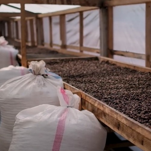 coffee beans during the natural drying process