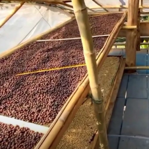more coffee beans on the shelfs during the drying process