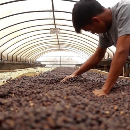 worker is stirring coffee beans to check the drying stage