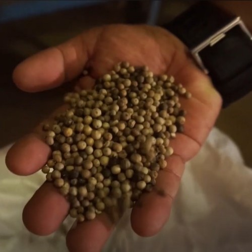 white pepper display