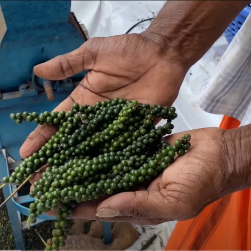 green pepper corn just after the harvest