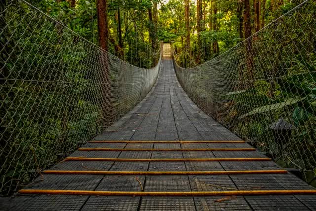 Connecting bridge in the forest