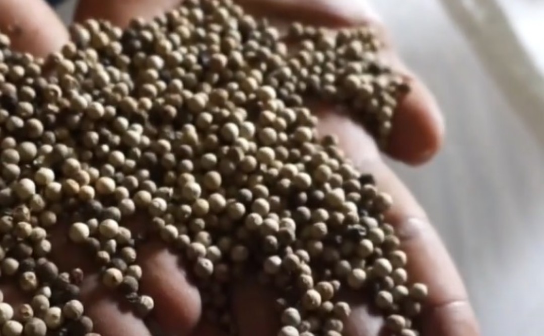 Raw pepper displayed in the hand of a worker