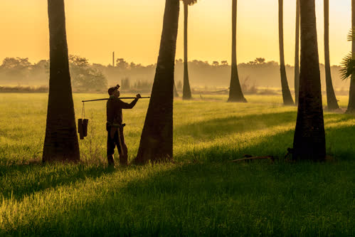Indonesian farmer in the field